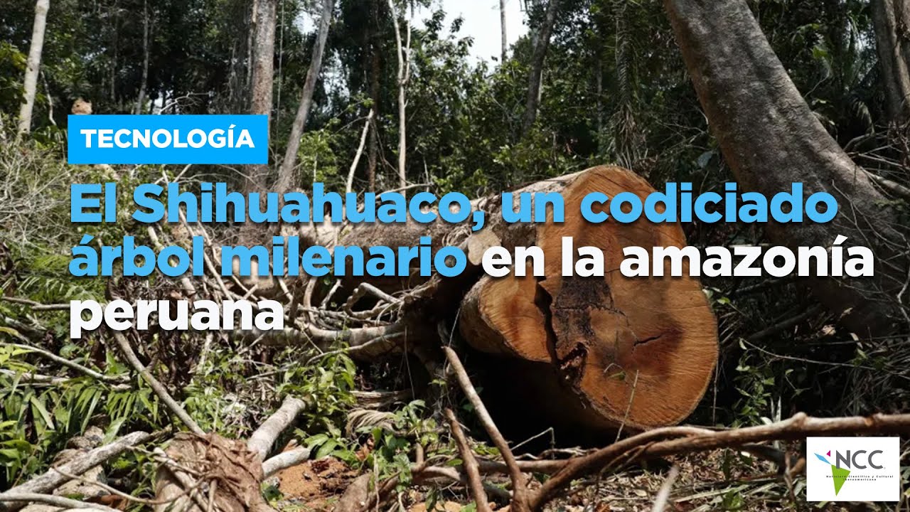El Shihuahuaco, un codiciado árbol milenario en la amazonía peruana