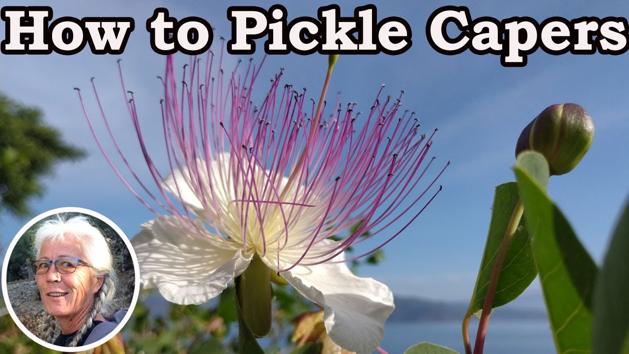 Living in Turkey - How To Pickle Capers Easily