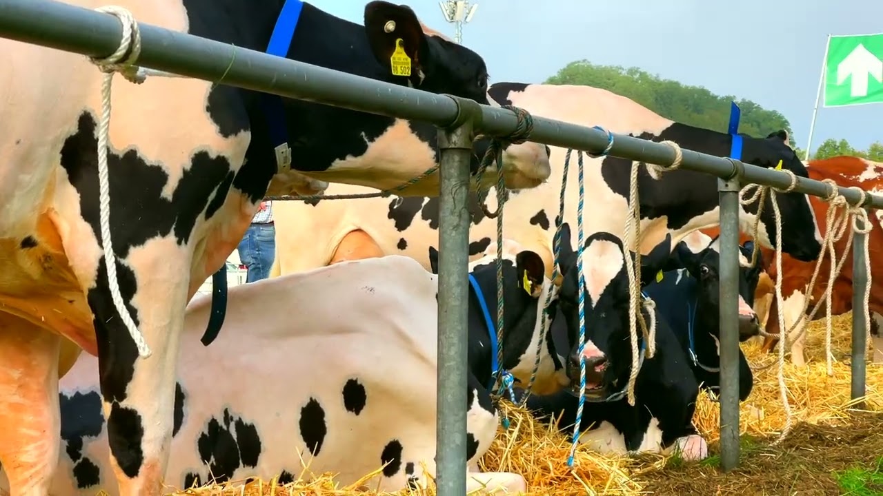 Tierschau 2023