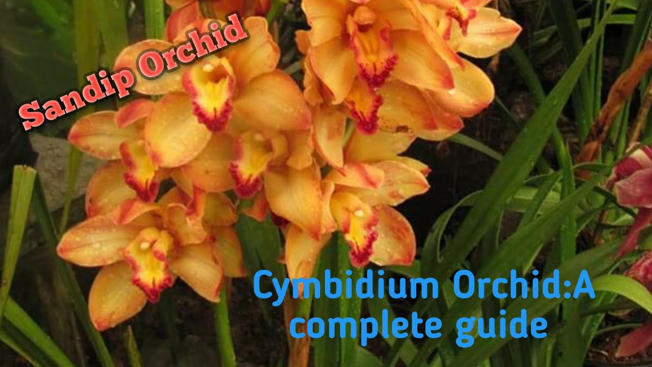 Cymbidium Orchids:Causes of death 😭💚A complete Care Guide💚Ideal potting mix@SandipOrchid #orchid
