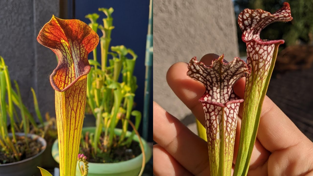 Sarracenia, Nepenthes, Sundew & Pinguicula Collection! Repotted + Divided 2021