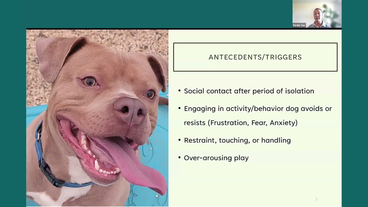 Behavior Plans to Reduce Hyperarousal in Shelter Dogs: The Impact of Setup and Choice  - MMBC 032725