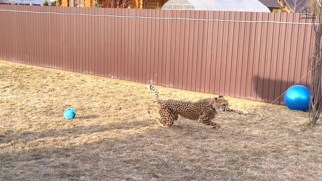 Гепард гоняется с мячом! Герда поразила своим задором!