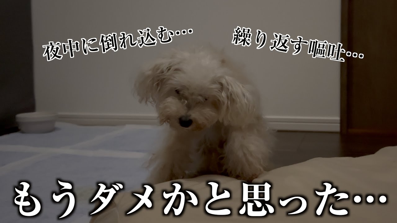 愛犬15歳の老犬トイプー、みぃちゃんが倒れた日のこと