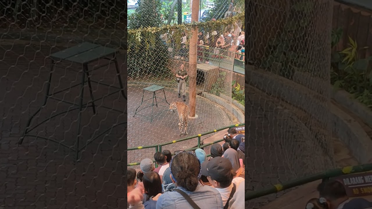 atraksi macan di taman safari