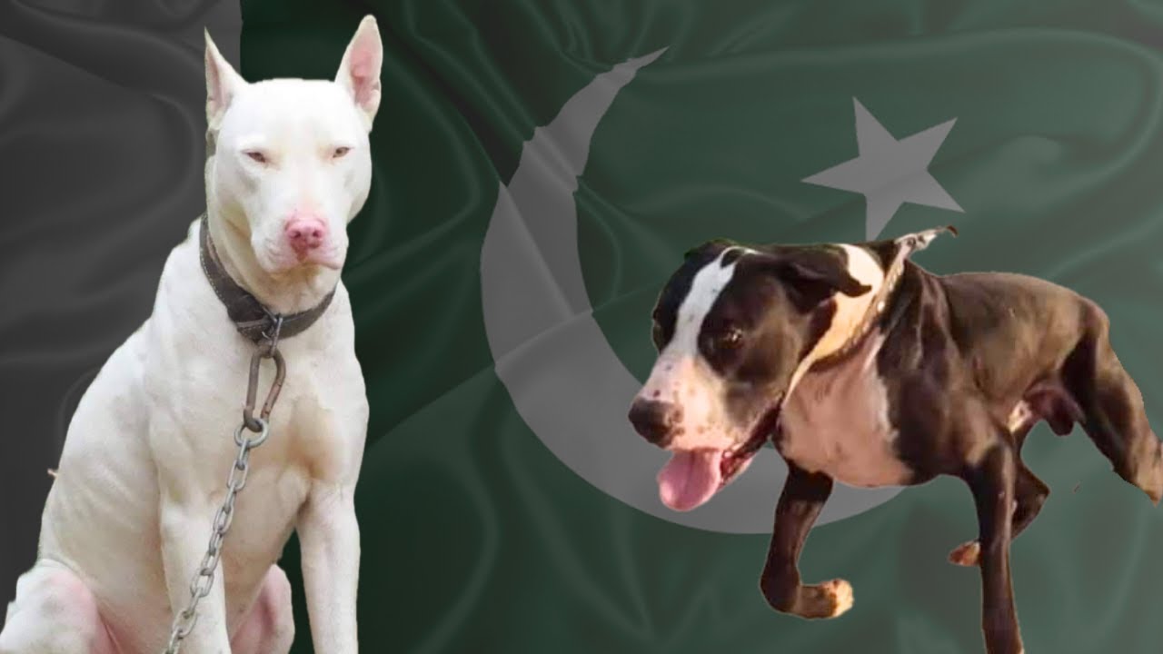SLIDESHOW: Gull Terr & Gull Dong - Naeem from Gull Terr Kennel