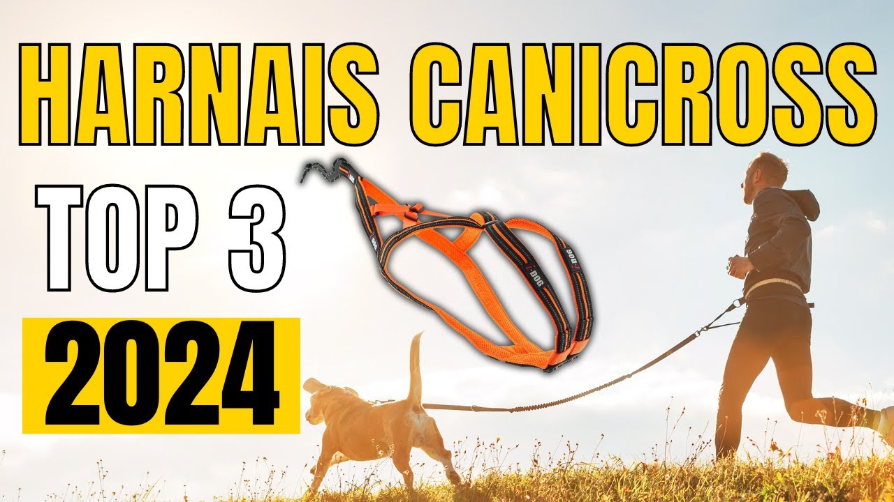TOP 3 : Meilleur Harnais Canicross 2024