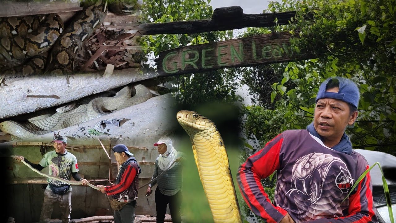 Dalwang king cobra pinag awayan ang isang  sawa sa abandonadong resort
