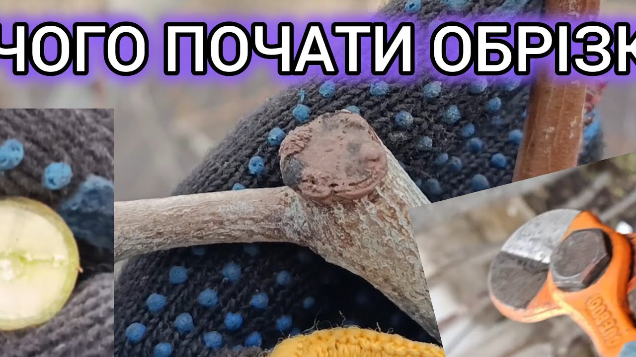 25.02.26.Не починайте обрізки,поки не наберетесь досвіду.🤔 А досвід приходить з практикою.😉