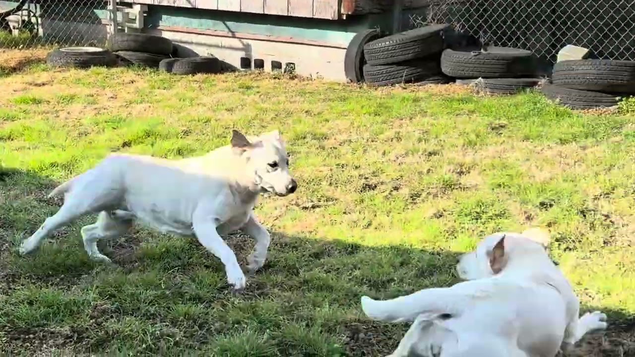 Brodie and Norman morning shenanigans
