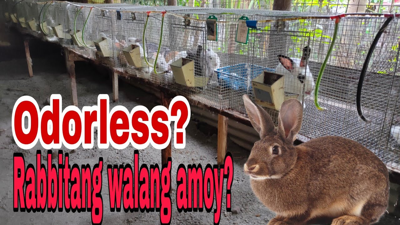 Mabaho ba ang Rabbit? (Rabbitang walang Amoy)