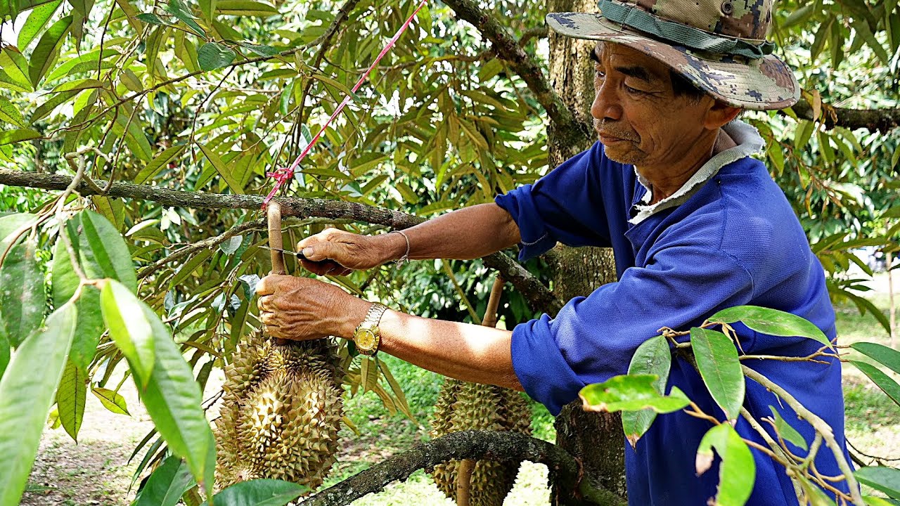 The process of harvesting durian at the famous durian farm in Rayong, Thailand!!!