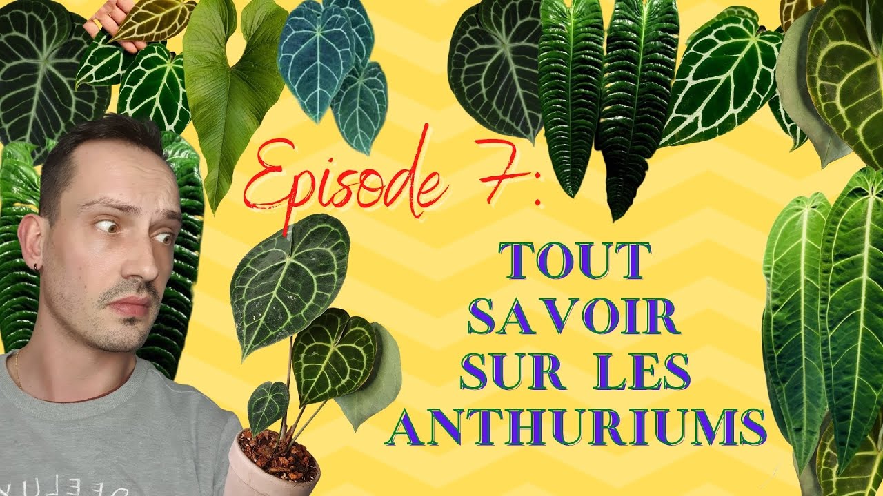 Ep 7 - Les Anthuriums !!