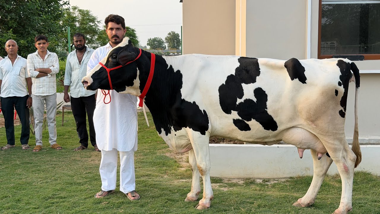 Gurwinder Dairy Farm || Biggest Dairy Farm in Punjab