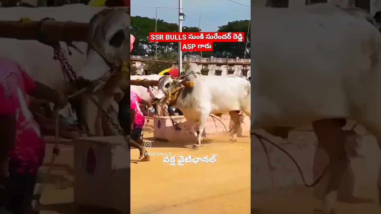 🔥SSR BULLS HUZURNAGAR 
