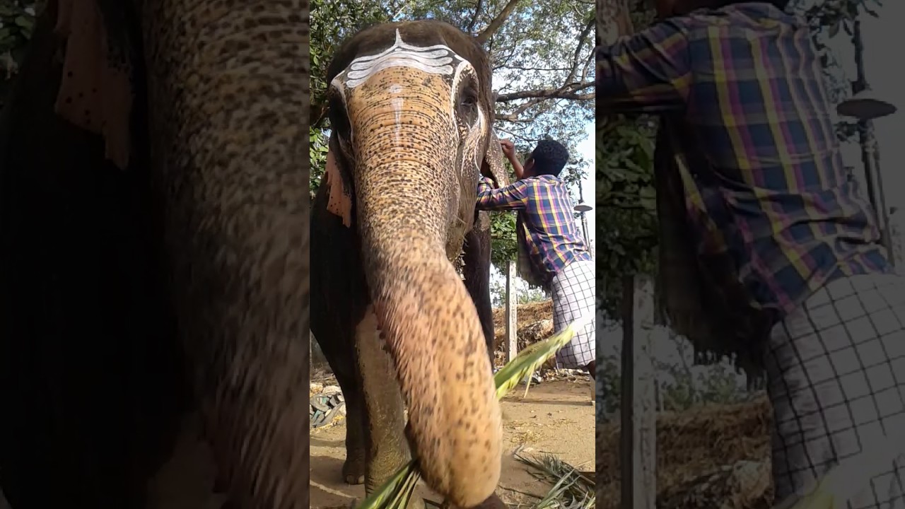 Tuticorin ponni elephent