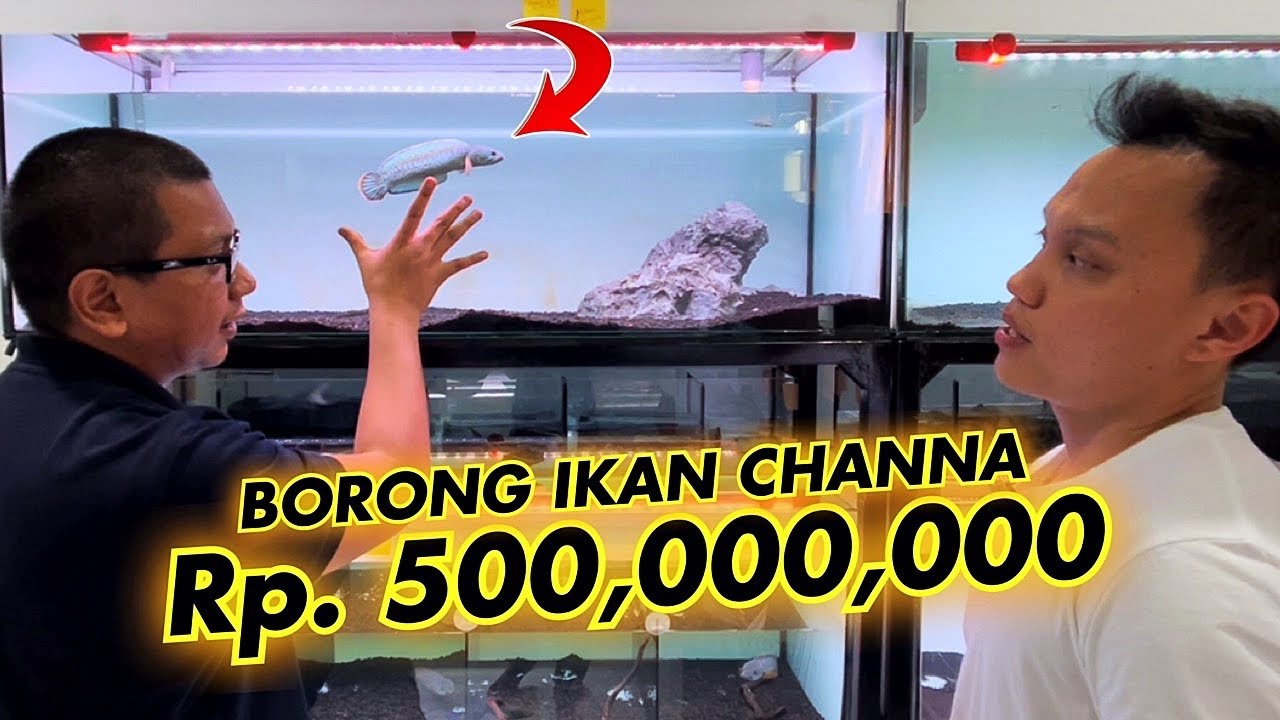 SULTAN BORONG IKAN *CHANNA BARCA* Rp. 500 JUTA