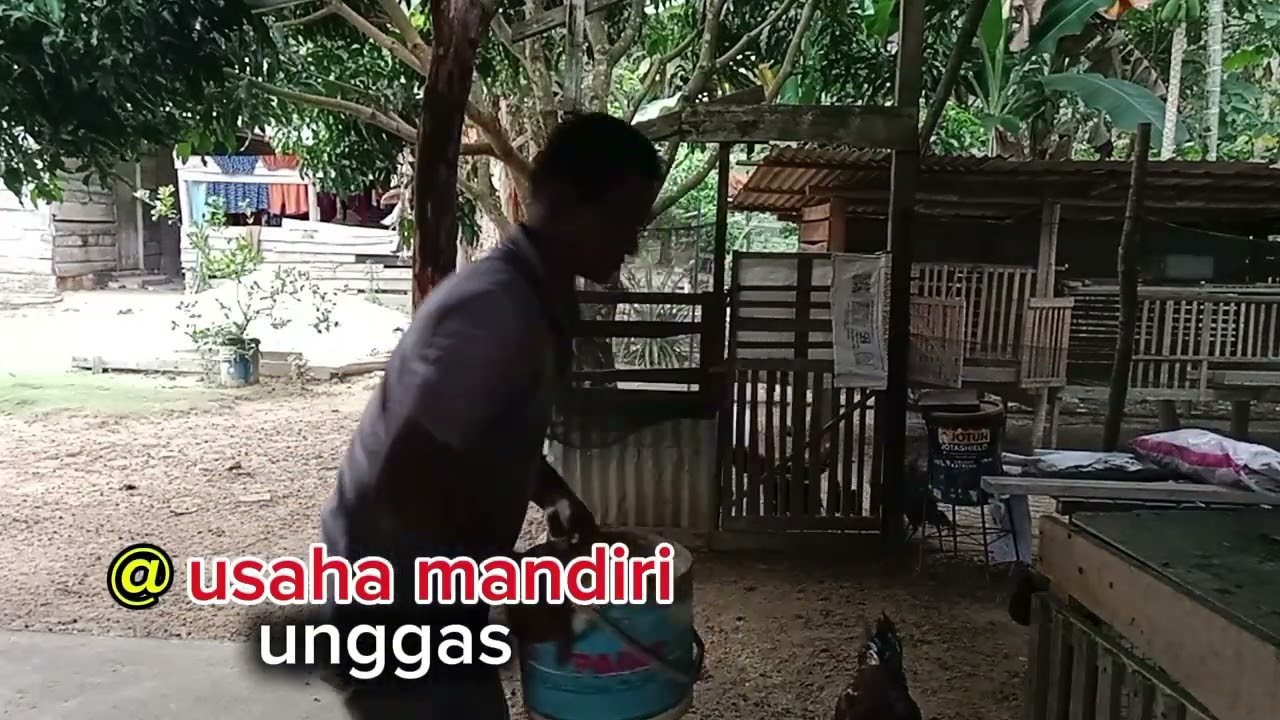 @usaha mandiri unggas, memberi makan ternak, di awal bulan suci ramadhan.