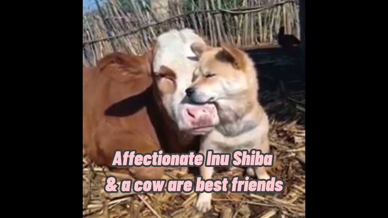 Affectionate Shiba and a Cow Becomes Best Friends