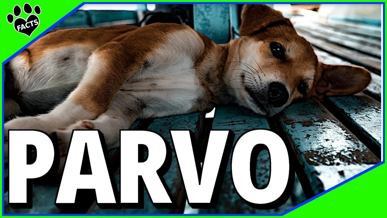 Canine Parvovirus (Parvo). What You Need to Know!