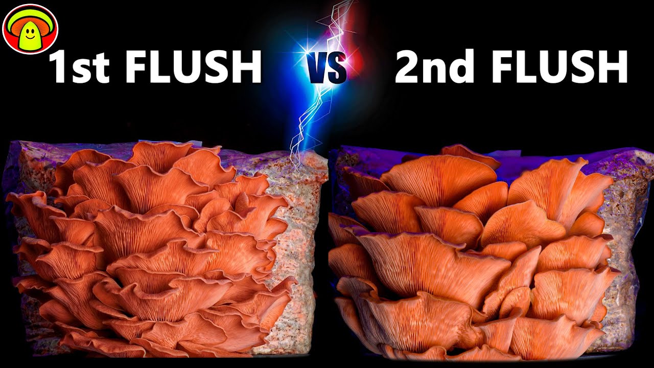 Grow Mushrooms | First Flush vs. HUGE Second Flush (5 Day Time Lapse)