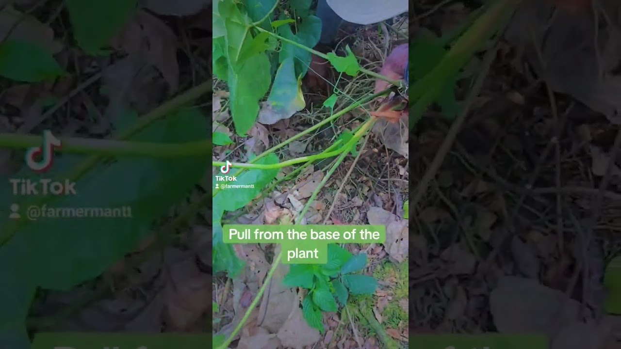 How to transplant an Anthurium Lily #lily #pink #transplants
