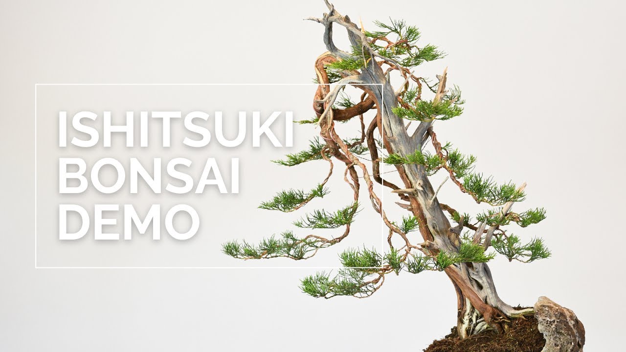 Ishitsuki Bonsai Demonstration | Bonsaikunst Hamburg