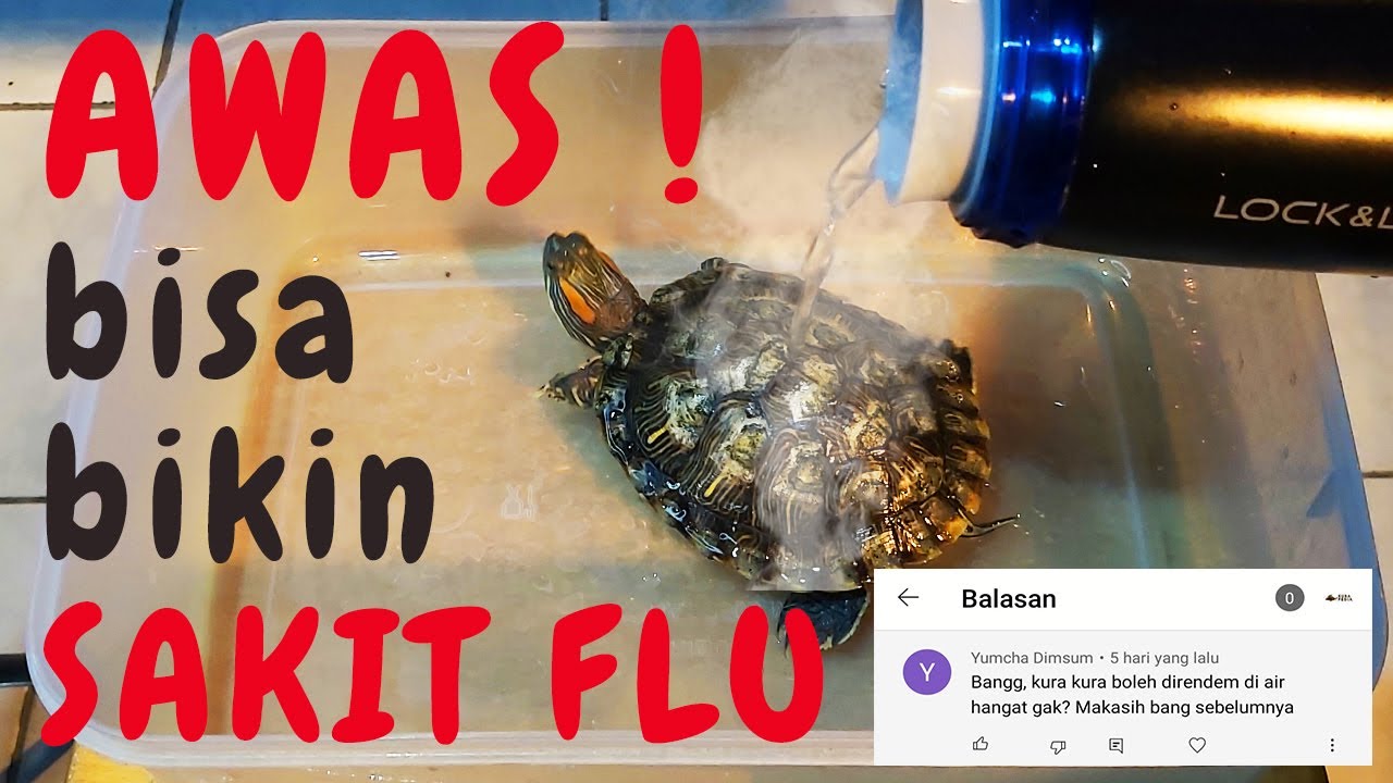 Kura kura brazil pakai air hangat ? merawat kura kura brazil
