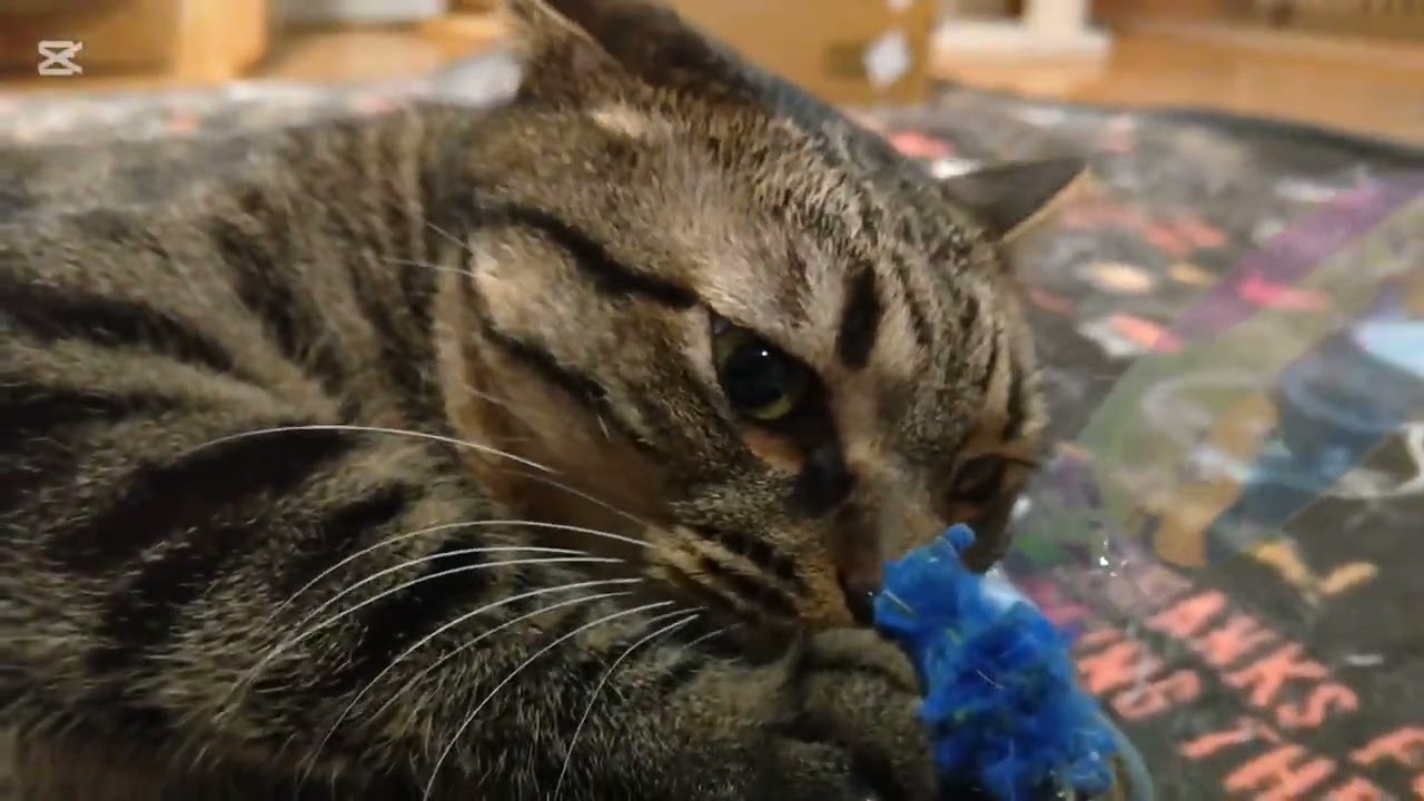 子猫成長日記1012　これは保護猫のドキュメンタリー動画です(笑)　なんか今朝の皆さんは集まるね　やっとみき助が寄ってきてくれた(笑)　おだやかな顔になった(笑)
