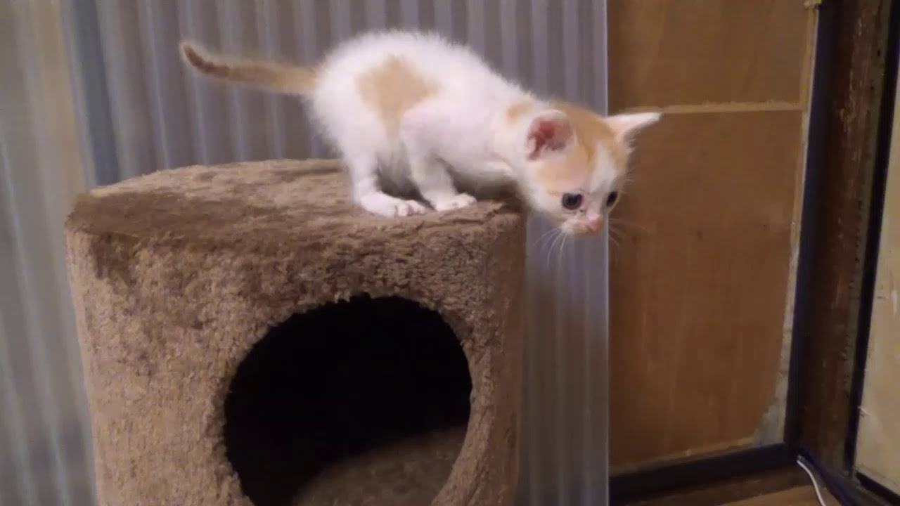 【保護猫】粒と天の成長記録　今朝の粒はこんな感じです！