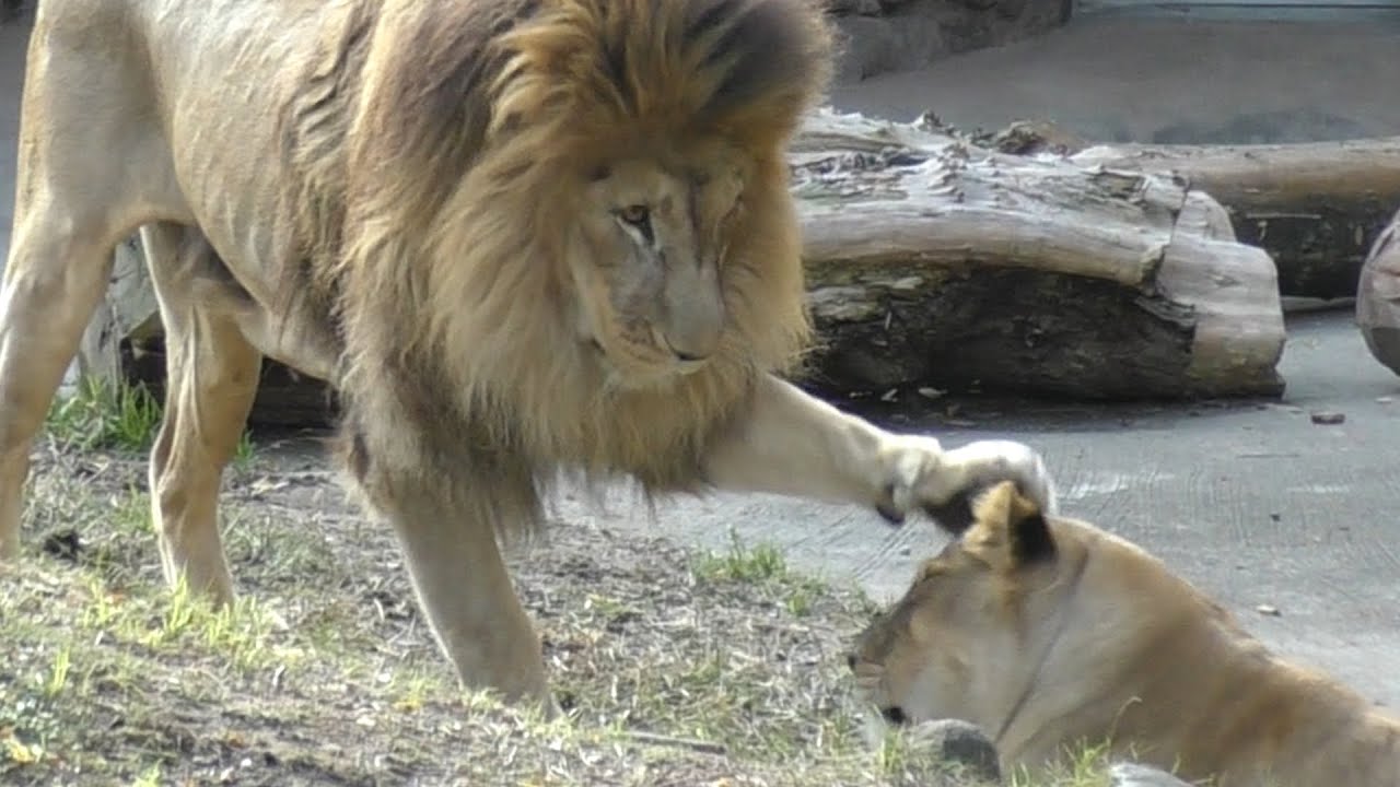ライオンファミリー、ガオウとメス２頭の距離感【天王寺動物園】