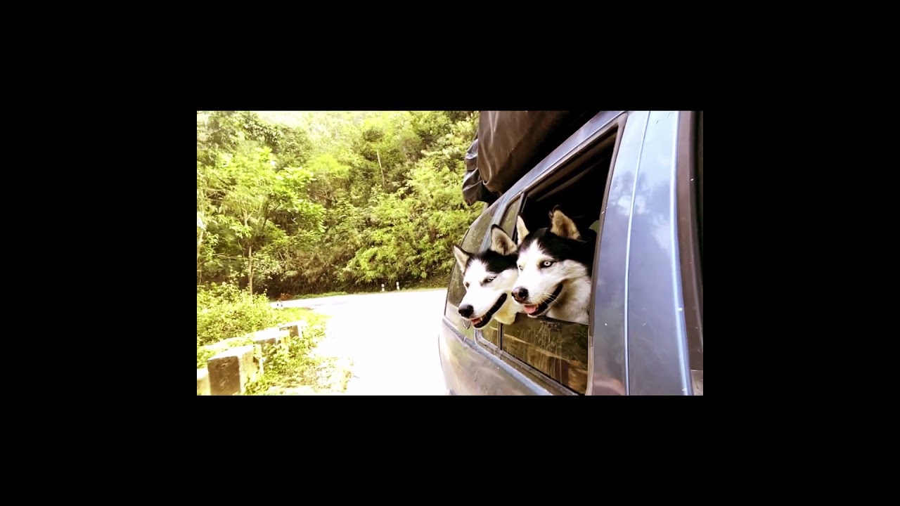 Huskies in Southeast Asia #adventuredogs #dogfriendlytravel #travelwithdogs  #vanlifedogs