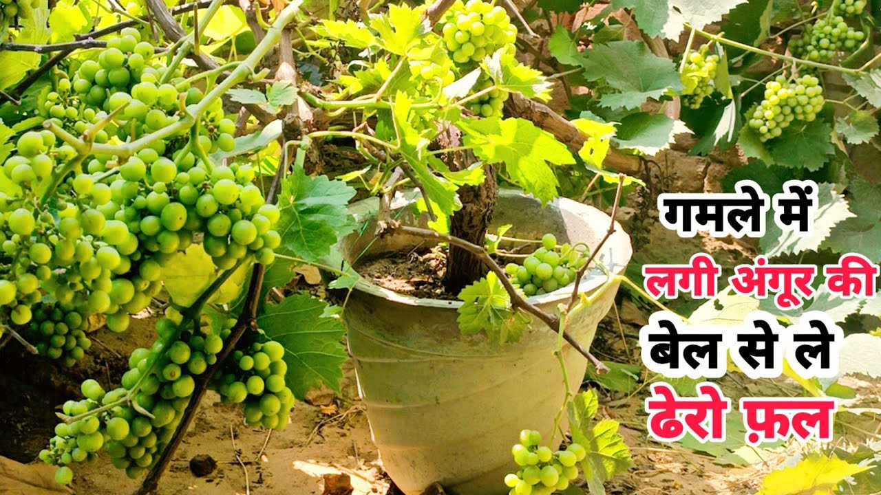 गमले में लगी अंगूर की बेल से फल कैसे ले ।। Grape plant Care in pot at home