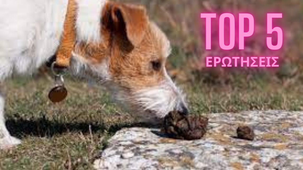 Ερώτηση 3 από 5. Γιατί ο σκύλος μου τρώει κόπρανα?