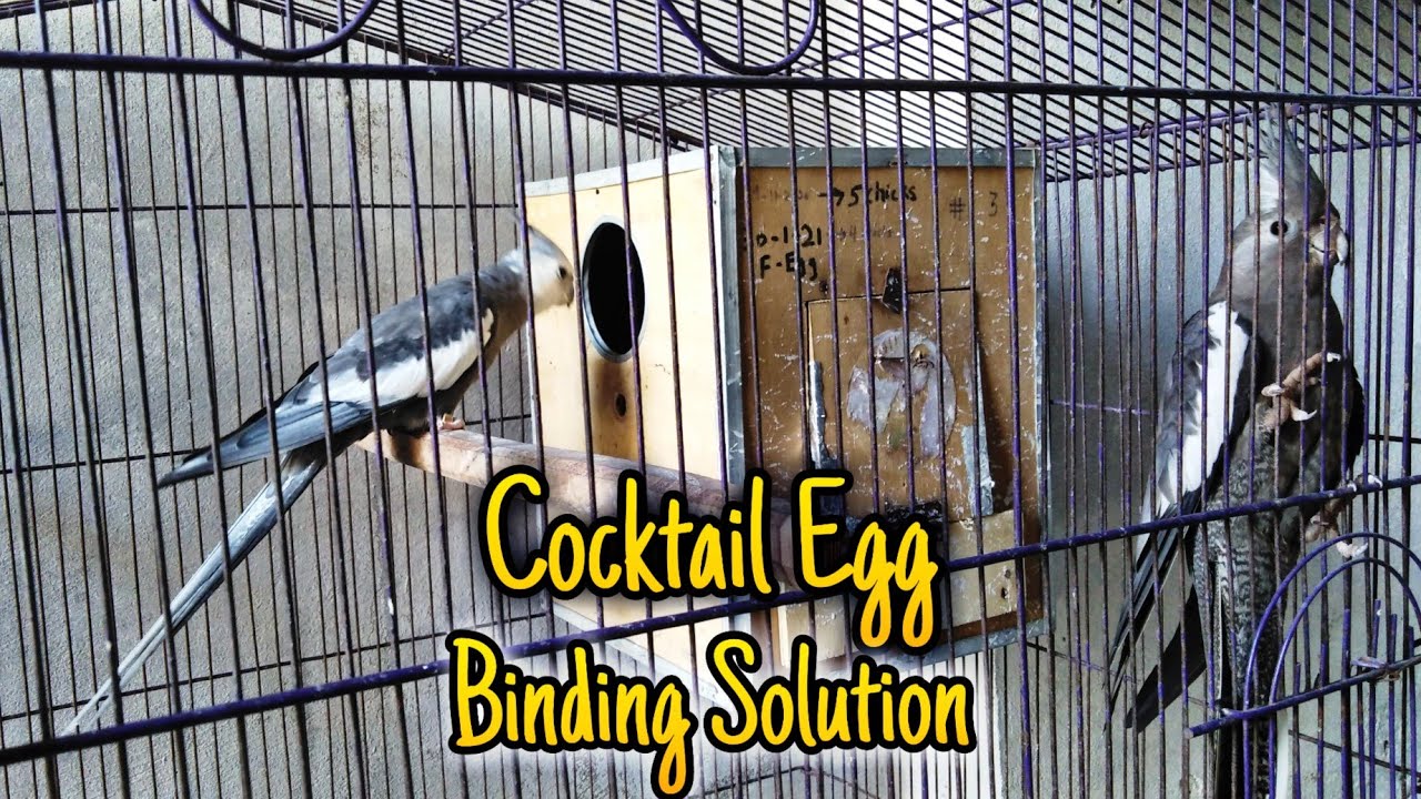 Cocktail Egg Binding Solution | Egg Binding Solution | Cocktail | Australian Parrots