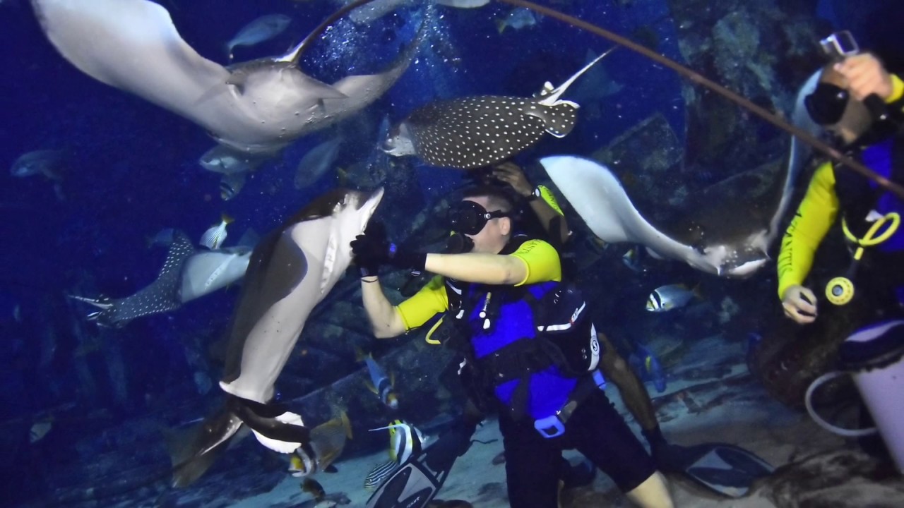ALD presents: Predator Dive in Atlantis, the Palm Dubai