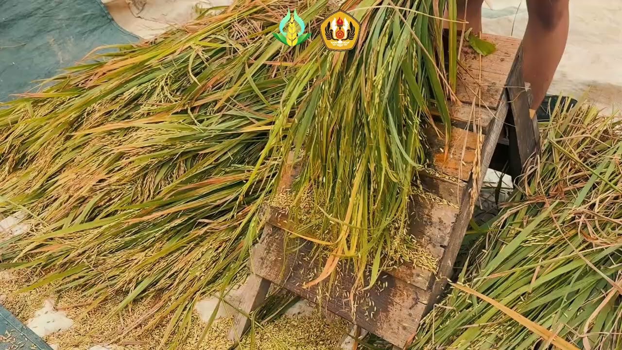 Pelatihan dan Penyuluhan Nilai Tambah Pasca Panen Mangga