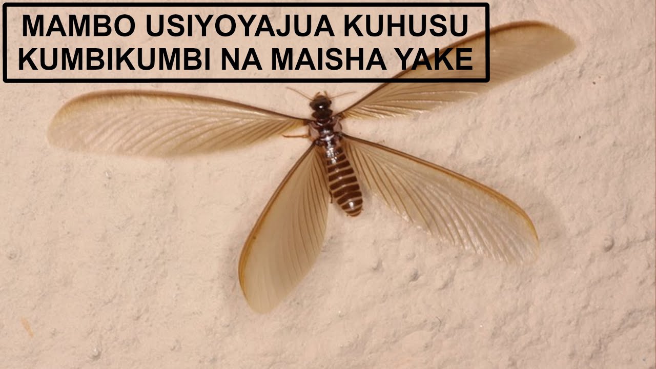 MAMBO USIYOYAJUA KUMBIKUMBI NA MAISHA YAKE