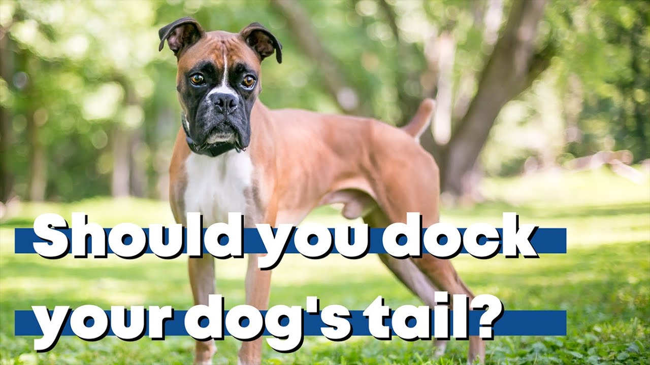 Should you dock your dog's tail?