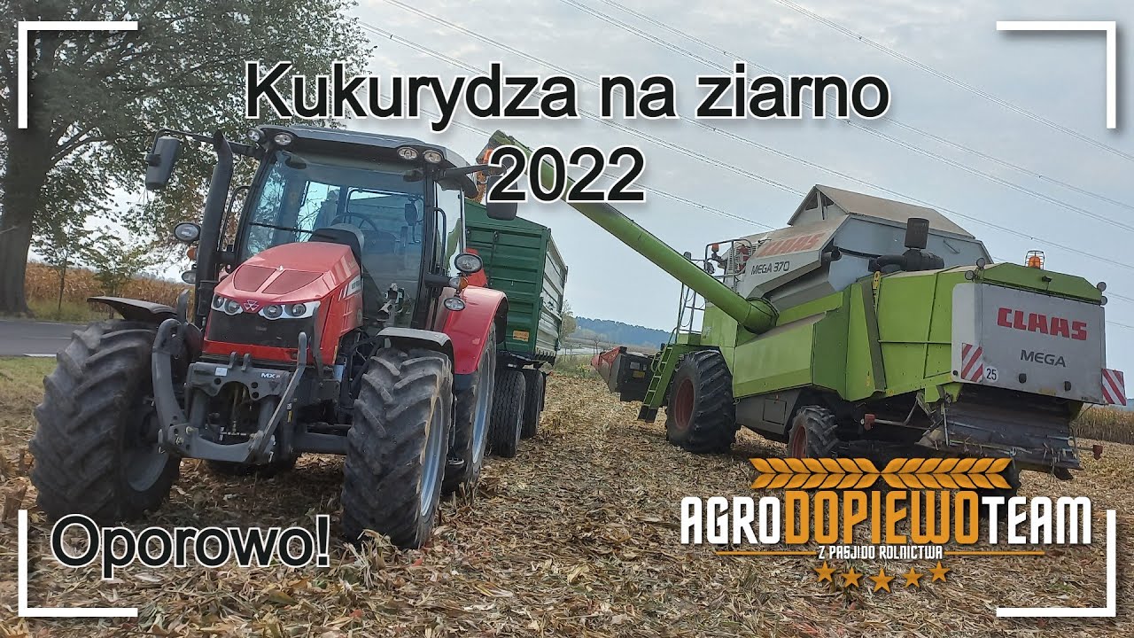 Kukurydza na ziarno 2022▶Oporowo✅🔥MF x2 & Claas🔔Agro Dopiewo Team