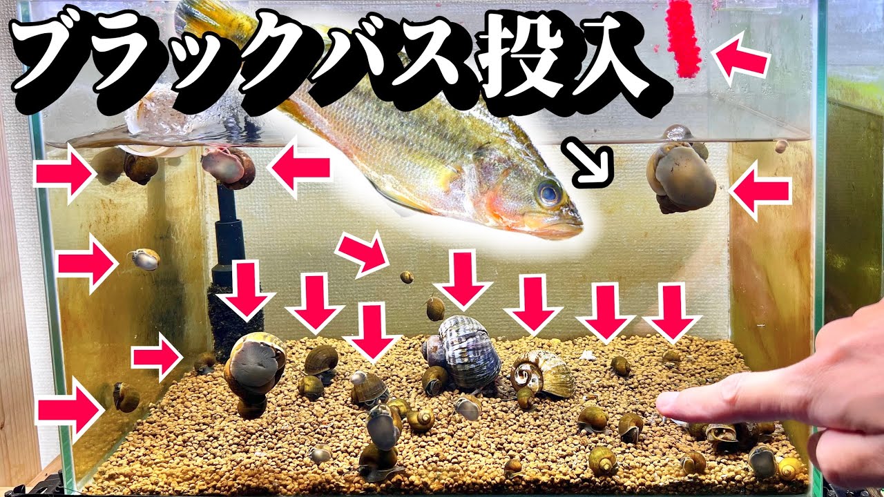 大量ジャンボタニシ水槽にブラックバスを投入するとスゴかった…