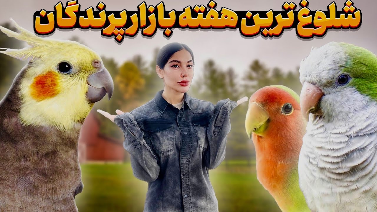 طوطی ارزان، کمیاب و سخنگو رو قیمت کردیم؛ کاسکو مینیاتوری، مینای آمازون و کلی جوجه پرنده عجیب دیدیم😱