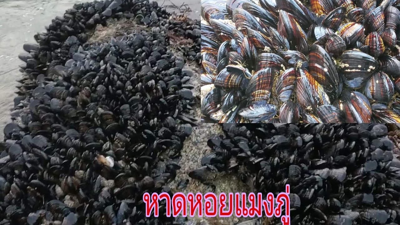 เก็บหอยแมลงภู่สดๆตัวใหญ่ยักษ์ในอเมริกา🐚23/12/19