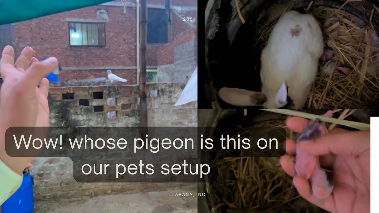 Chat se kabutar pakernay ki koshish|new born babies of Rabbits #birds #vlog #pets #animals