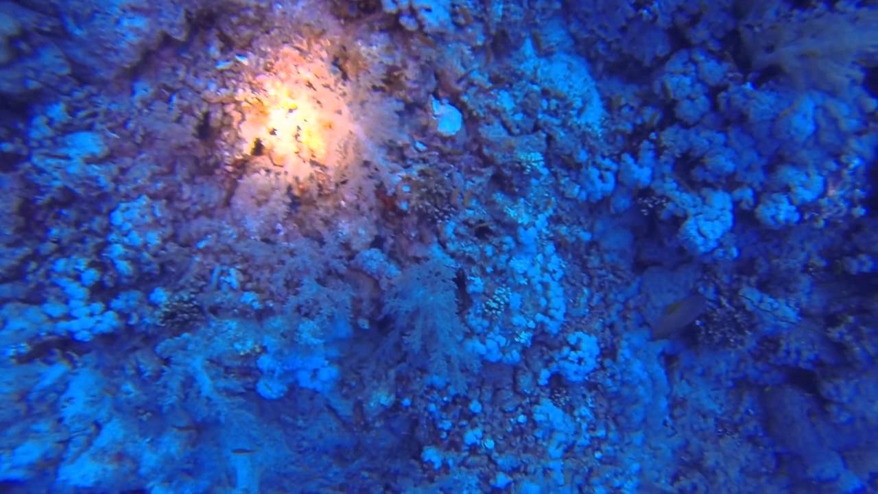 immersione Mar Rosso, Marsa Alam, Elphistone
