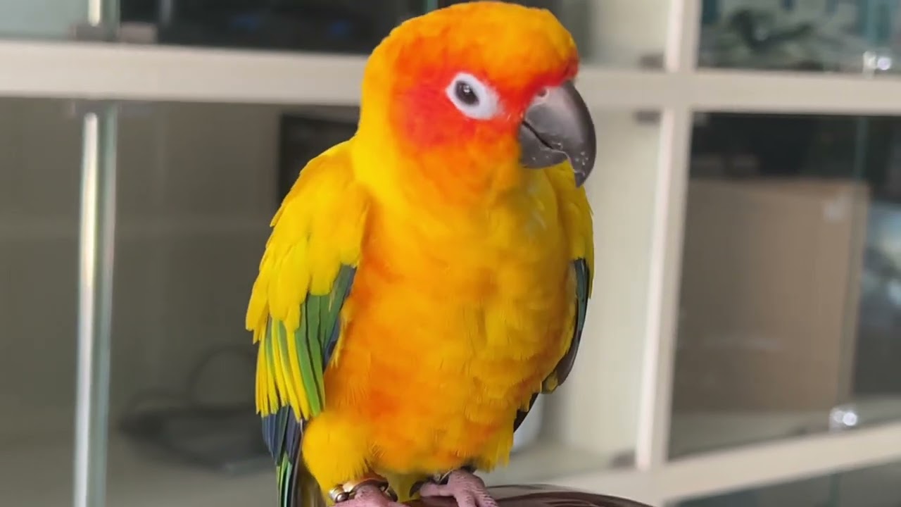 Sun Conure sound | Julie sound 🥰