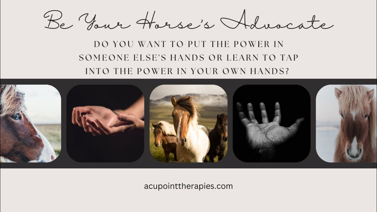 Be Your Horse's Advocate