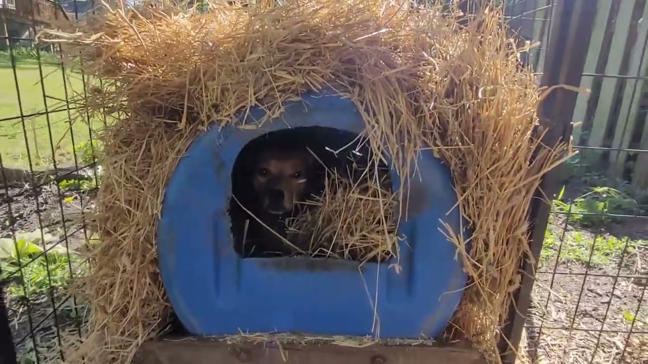 How to Winterize a Barrel dog house