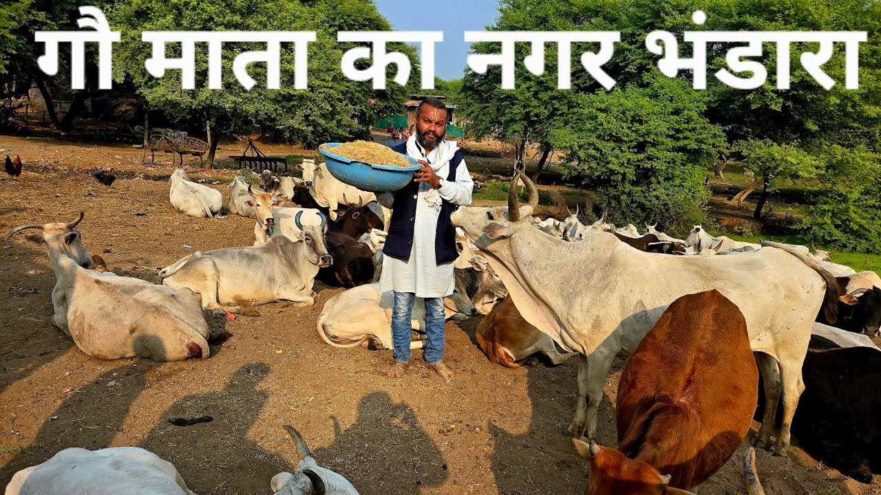 आज पहली बार मानव के लिए नहीं गौ माता का नगर भण्डारा, श्री नर्मदा तट पर सनातन परम्परा का पालन।