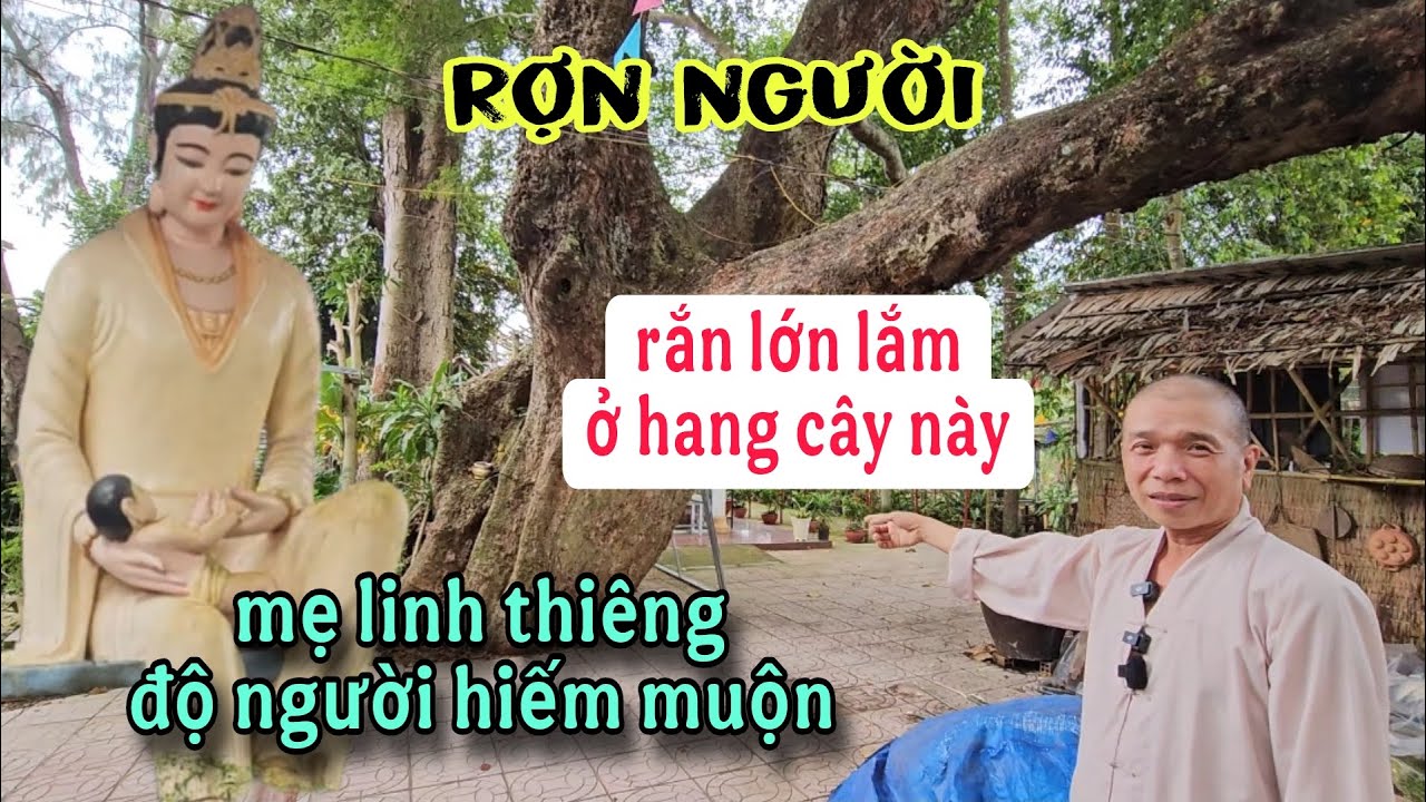 Kì diệu tượng mẹ Quan Âm bồng con linh thiêng và cây cổ thụ rắn khủng ở tại ngôi Chùa cổ